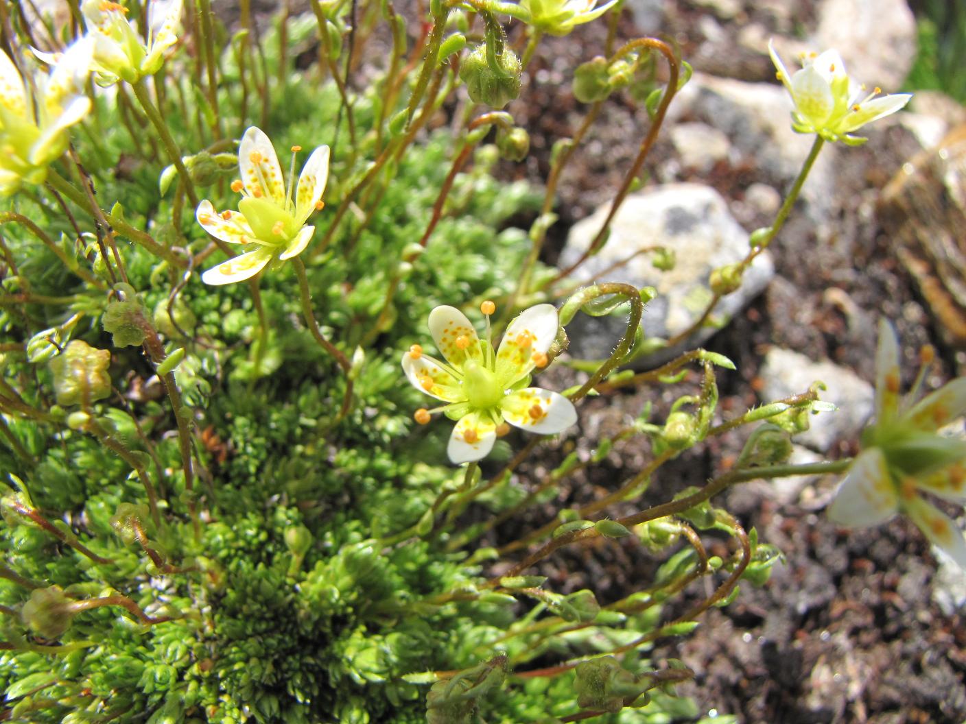 Saxifraga bryoides